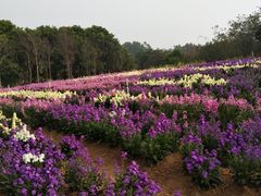 -松山湖梦幻百花洲