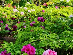 -莲花池公园