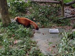 -都江堰中华大熊猫苑