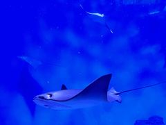 -上海海洋水族馆