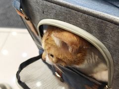 -瑞鹏宠物医院·内科·中兽医·骨科(苗圃店)