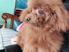 -欧奕国际动物医院