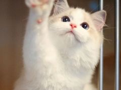-猫十亿·布偶金渐层·曼基康矮脚猫舍(青年路店)