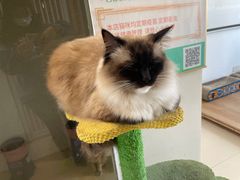 -猫在这儿猫咪咖啡馆·撸猫馆