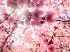 -白塘生态植物园