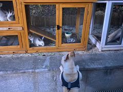 -上海崇明金茂凯悦酒店