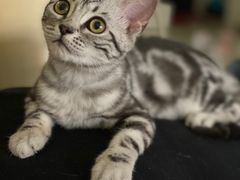 -北京恒爱动物医院(清景园分院)