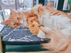 -平行世界·猫咖(首经贸店)