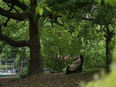 -上海共青森林公园