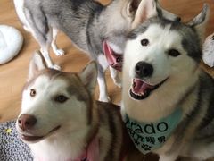 -Husky Go! 哈士奇体验馆·宠物咖啡厅狗咖