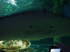 -悉尼海洋生物水族馆