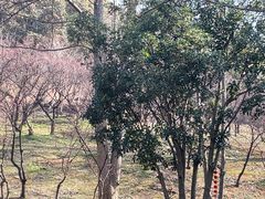 -无锡梅园公园