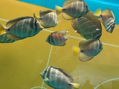 -海合安武汉极地海洋公园
