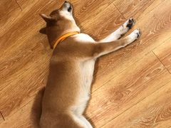 -柴犬高等学院·狗咖·柴犬售卖·宠物训练