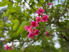 -天适樱花悠乐园