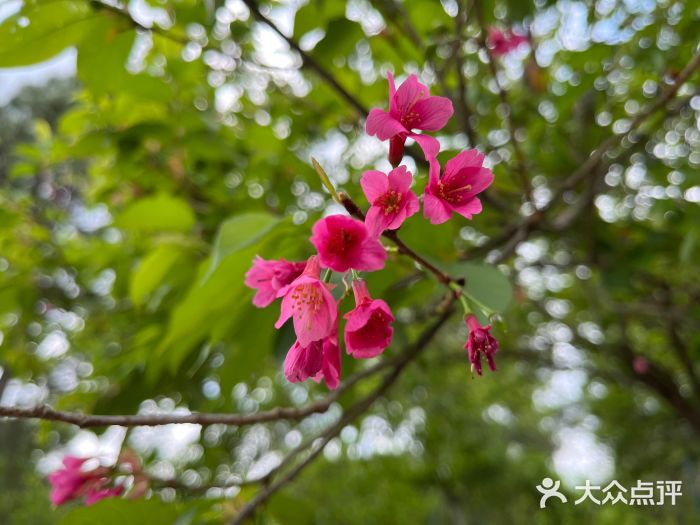 天适樱花悠乐园图片