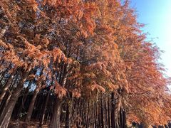 -上海海湾国家森林公园