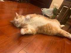 -萌兽医馆·宠物医院·猫骨科(创景店)