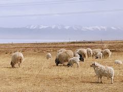 -青海湖国家重点风景名胜区