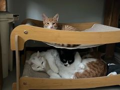 -pd派德宠物中心医院24H急重症·眼科中心·血液透析中心(嵩山北路店)