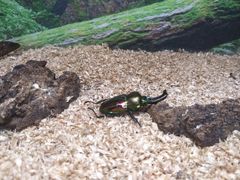 -上海大自然野生昆虫馆(东方明珠·爬宠昆虫探索中心)