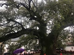 -新安江山水画廊风景区