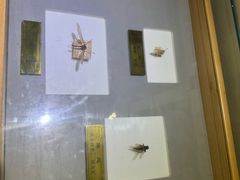-上海昆虫博物馆