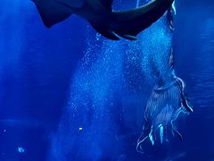 -太平洋海底世界