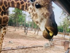 -清迈夜间动物园