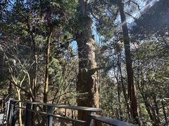 -天目山大树王景区