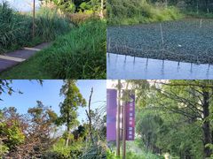 -三垟湿地