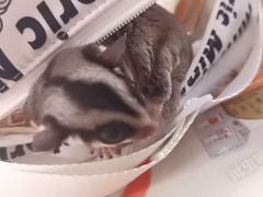 -天使宠物医院·犬猫分诊(彩虹店)