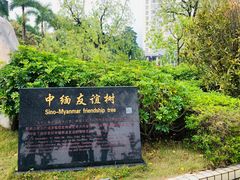 -中缅友谊树