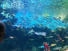 -华夏文旅海洋公园