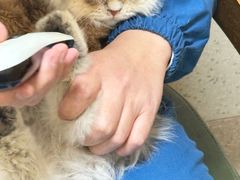 -爱派特动物医院·全科诊疗中心