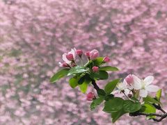 -莫愁湖公园