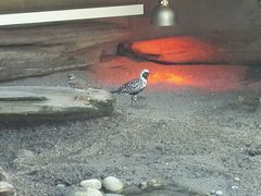 -西雅图水族馆
