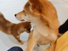-柴源莊·柴小宠柴犬咖啡