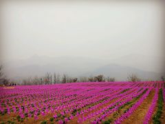 -紫云台香草园