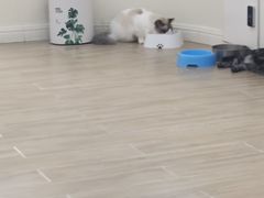 -李小姐の猫咖啡馆(五角场店)