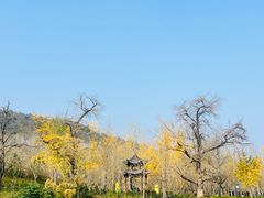 -千年银杏谷文化旅游区