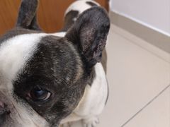 -全心全意连锁动物医院·特色中医诊疗(会城门分院)