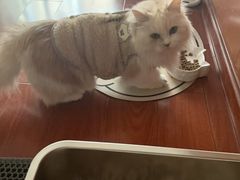 -老吴的猫·猫舍(新区店)