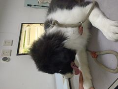 -特一安24小时宠物医院·骨科·中兽医