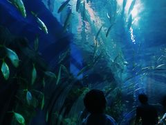 -华夏文旅海洋公园