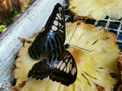 -蝴蝶山庄(Taman Rama-rama & Reptilia Melaka)