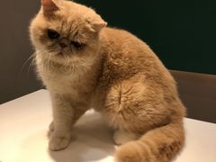 -飞行喵MR PILOT|猫舍·猫咖(静安大融城店)