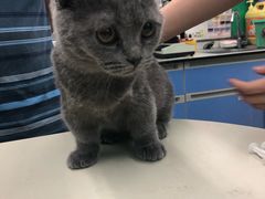 -瑞派动物医院·猫专科·至诚(江南中分院)