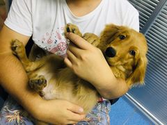 -美联众合动物医院(·中兽医·疑难杂症·严家桥分院)