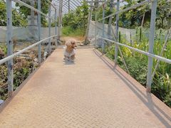 -马陆小张葡萄园农家乐